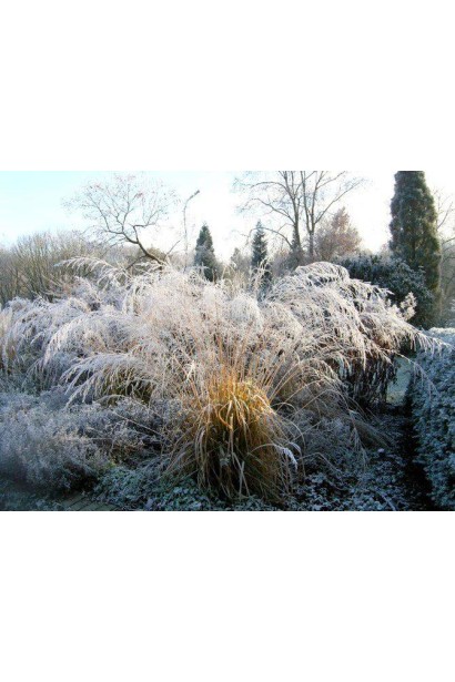 Molinia Fontane зима